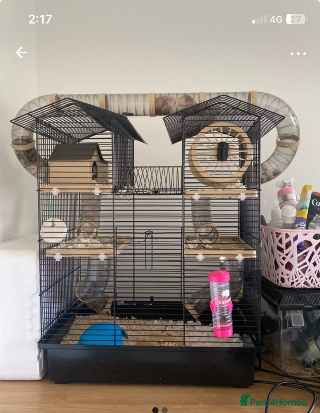 Hamster rodents for sale: Rodney - Image 2