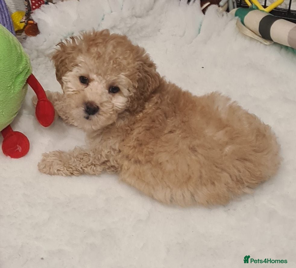 Poochon dogs Dinky red girl   phantom boy  - Advert 1