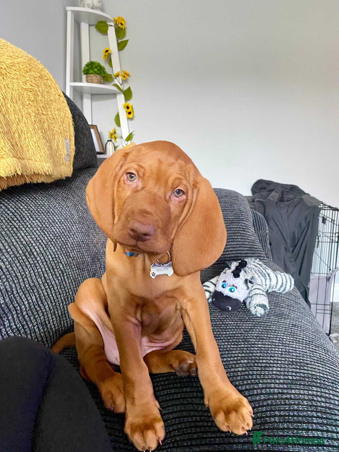 Hungarian Vizsla dogs for stud: Hungarian Vizsla Stud - Image 16