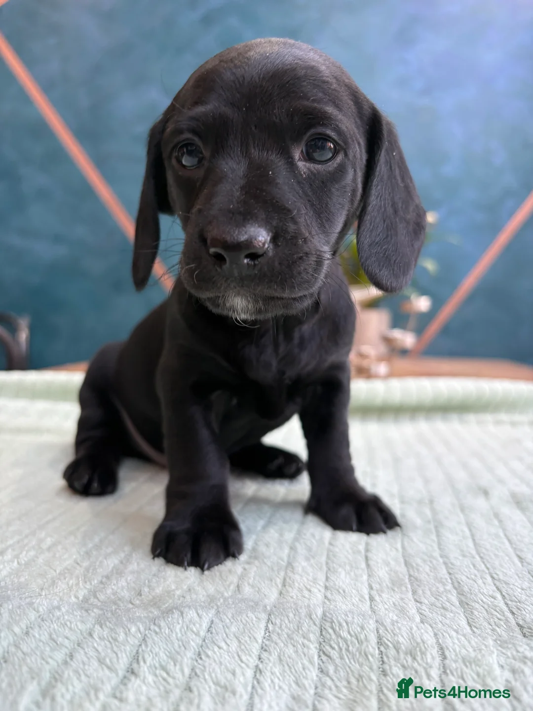 Mixed Breed dogs for sale: Doxiepoos - Advert 4