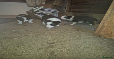 Border Collie dogs - Advert 10