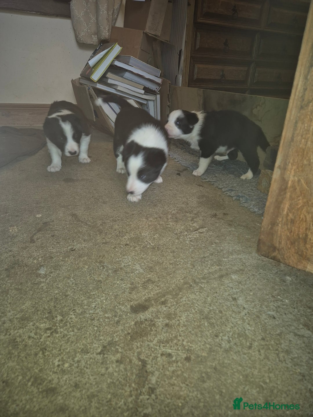 Border Collie dogs for sale: stunning border collie pups - Image 2
