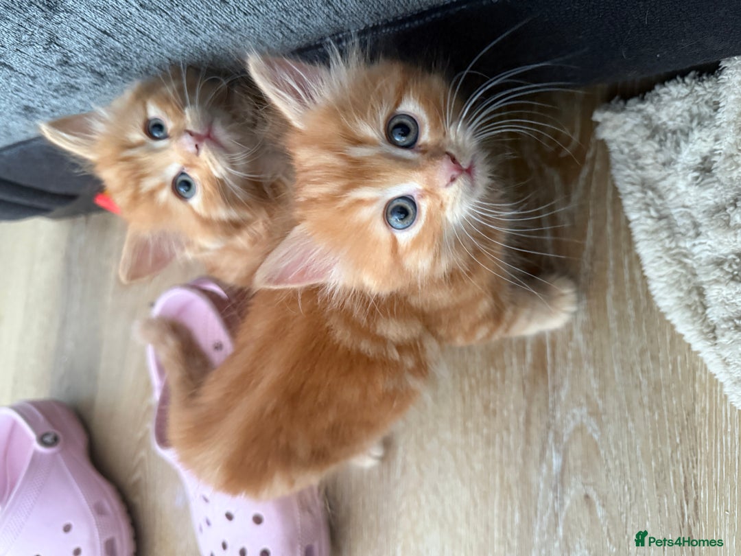 Persian cats for sale: Ginger boys 💚 - Image 5