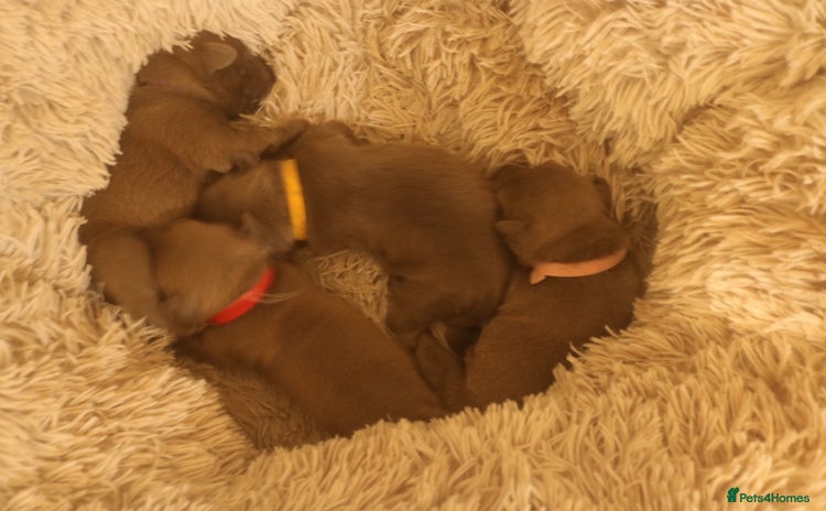 Staffordshire Bull Terrier dogs - Advert 14