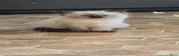 Ragdoll cats for sale: One Female Ragdoll Kitten left - Advert 2