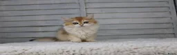 British Longhair cats for sale: Boy and Girl ready  - Advert 9