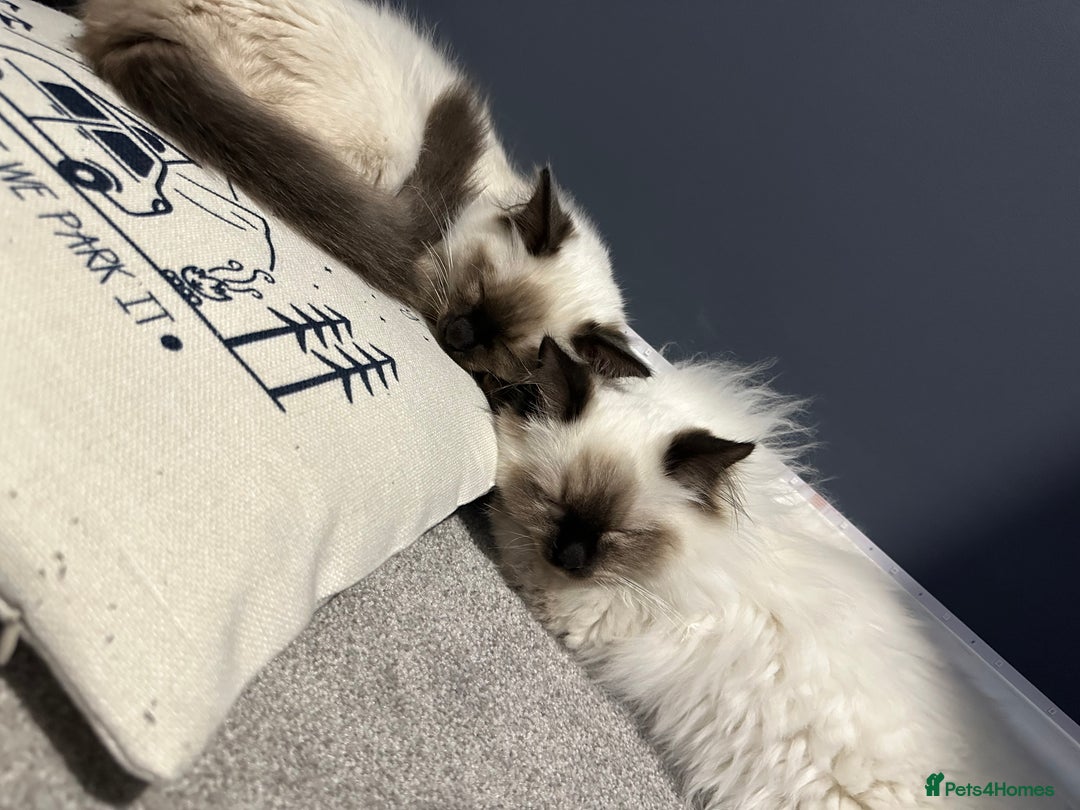 Ragdoll cats for sale: Ragdoll male Kittens For Sale - Advert 13