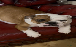 English Bulldog dogs for sale: English bulldogs - Advert 2