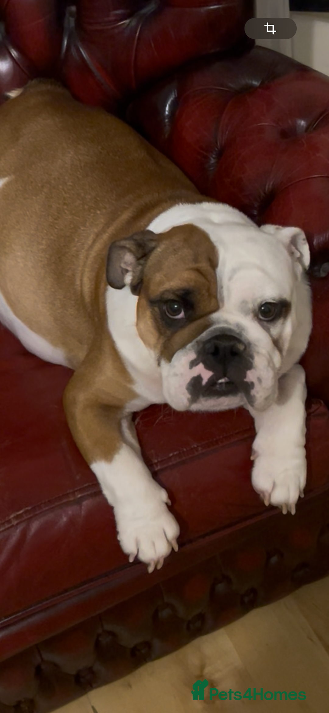 English Bulldog dogs for sale: English bulldogs - Advert 2