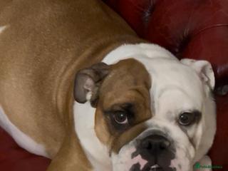 English Bulldog dogs English bulldogs - Advert 1