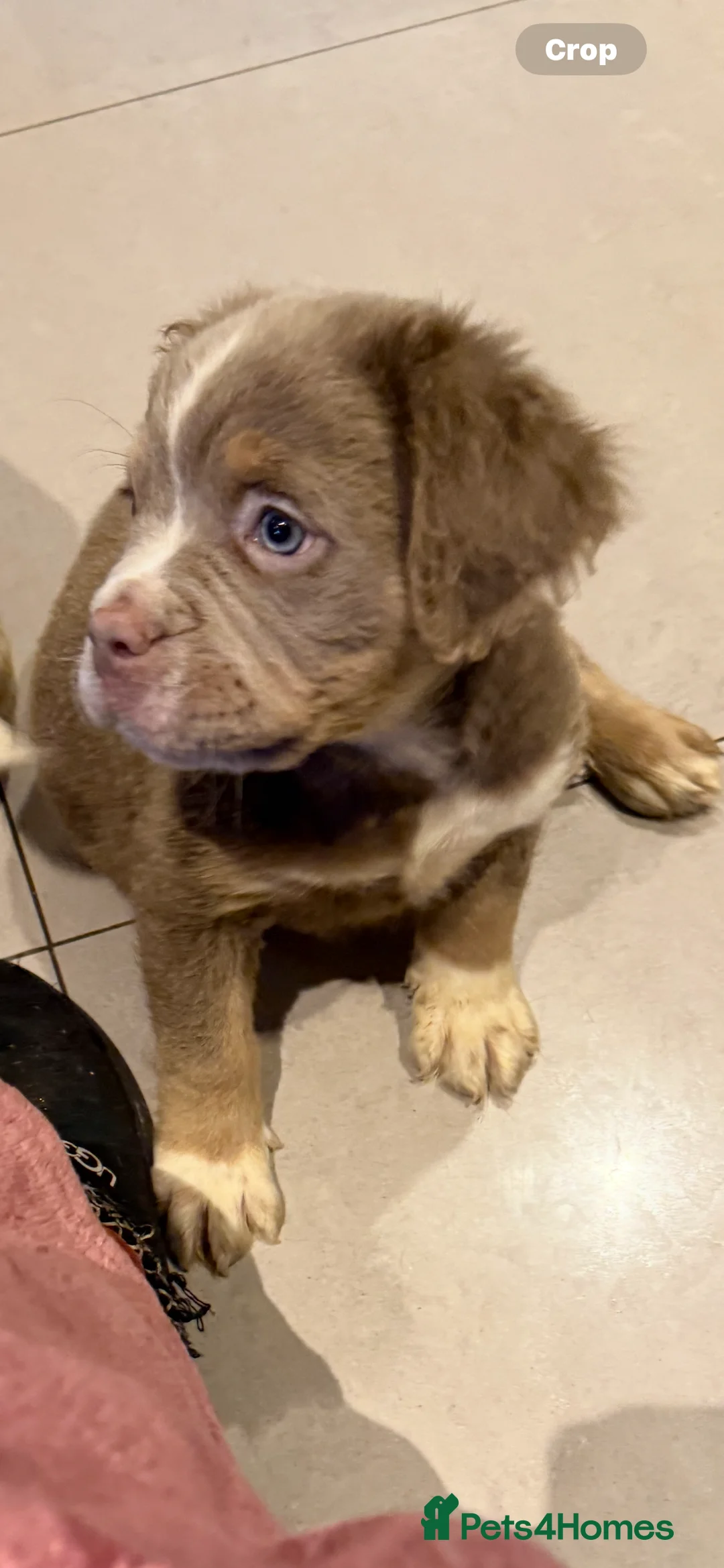 Old Tyme Bulldog dogs for sale: Olde English Fluffy bulldog puppies - Advert 10