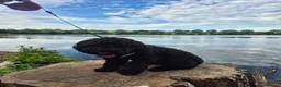 Cockapoo dogs for sale: 9 month old cockerpoo in Stoke-on-Trent - Advert 3