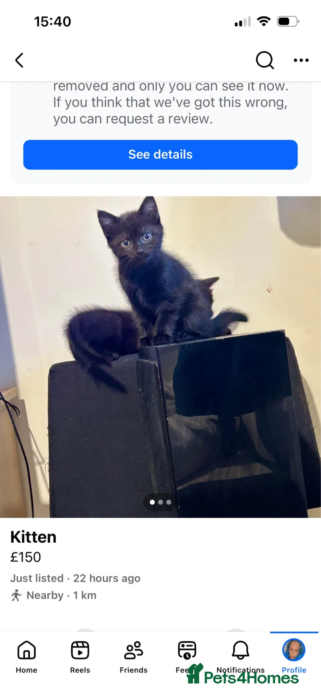 Mixed Breed cats for sale: Norwegian first cat X Russian Blue £90!!!! - Advert 2