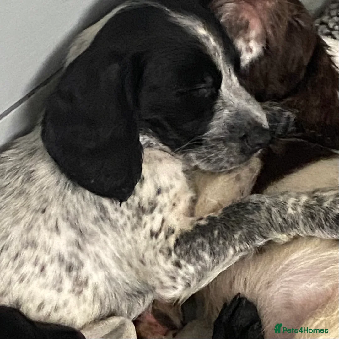 Sprocker dogs for sale: Beautiful Sprocker Puppies Ready 30th December - Advert 20