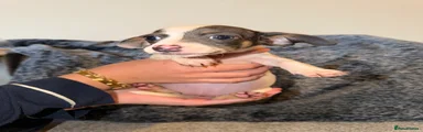 Chiweenie 4 GIRL