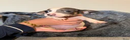 Chiweenie dogs for sale: 3 Beautiful Chiweenies For Sale 1BOY2 GIRLS!READY! - Advert 2