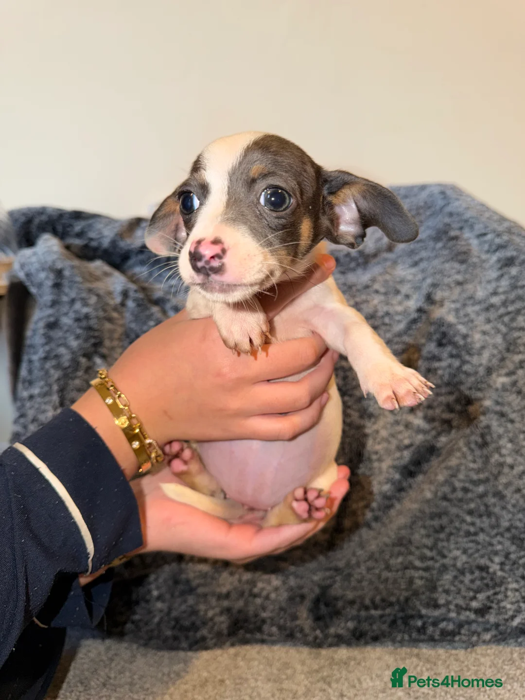 Chiweenie dogs for sale: 3 Beautiful Chiweenies For Sale 1BOY2 GIRLS!READY! - Advert 2