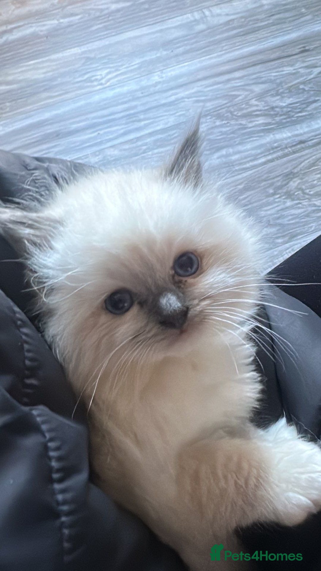 Ragdoll cats for sale: 2 female blue mitted rag doll kittens - Advert 1