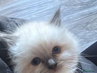 Ragdoll cats 2 female blue mitted rag doll kittens - Advert 15