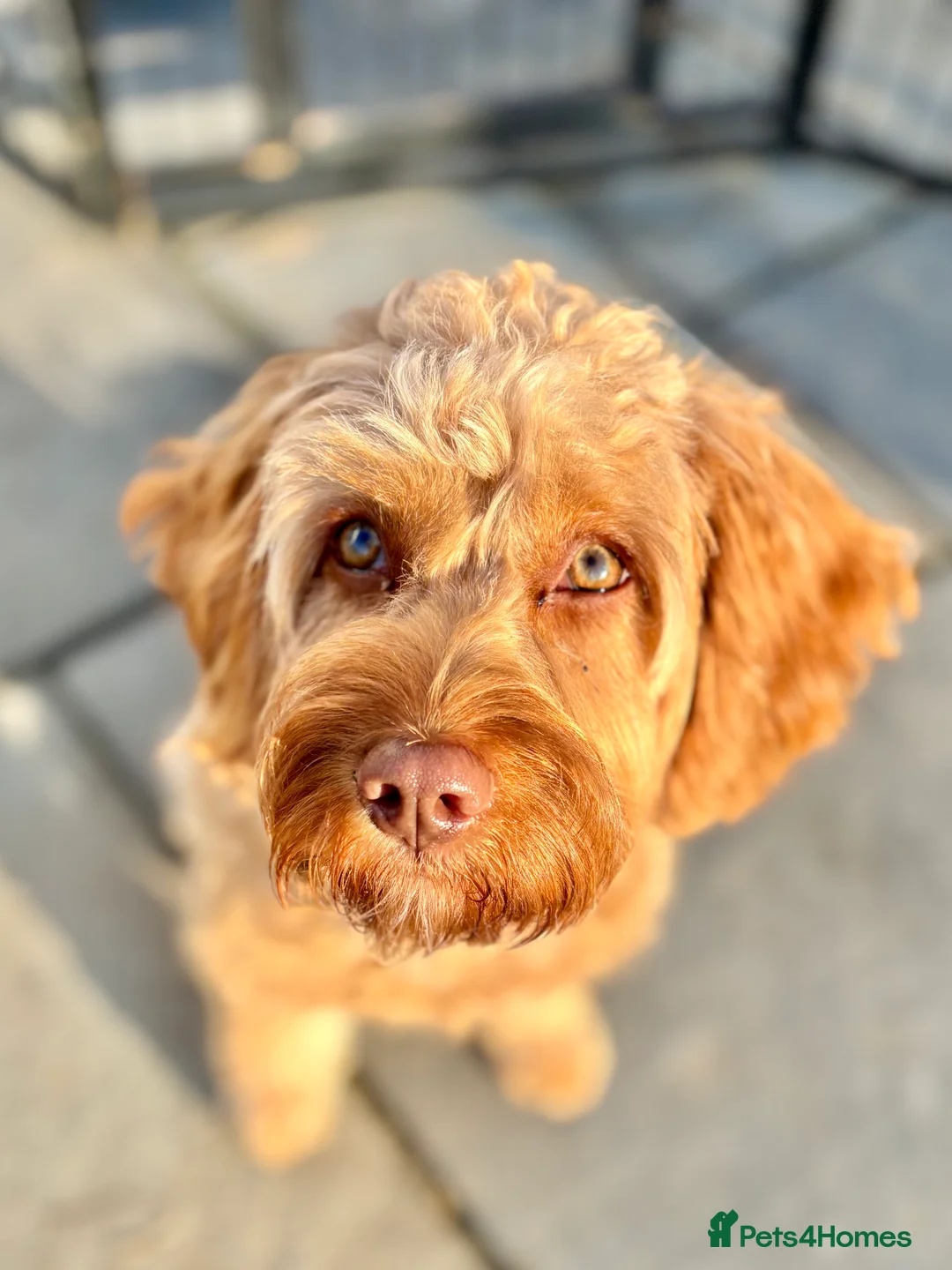 Gallery Image {{count}}