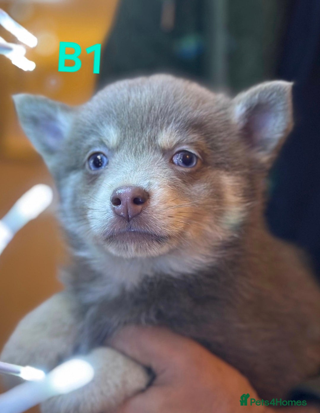 Pomsky dogs for sale: Blue Eyed F4 Toy Pomskies - Advert 3