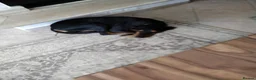 Mixed Breed dogs for adoption: Lucie - Advert 5