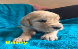 Goldador dogs for sale: Goldador Puppy 5 - Kitanas puppies  - Image 24