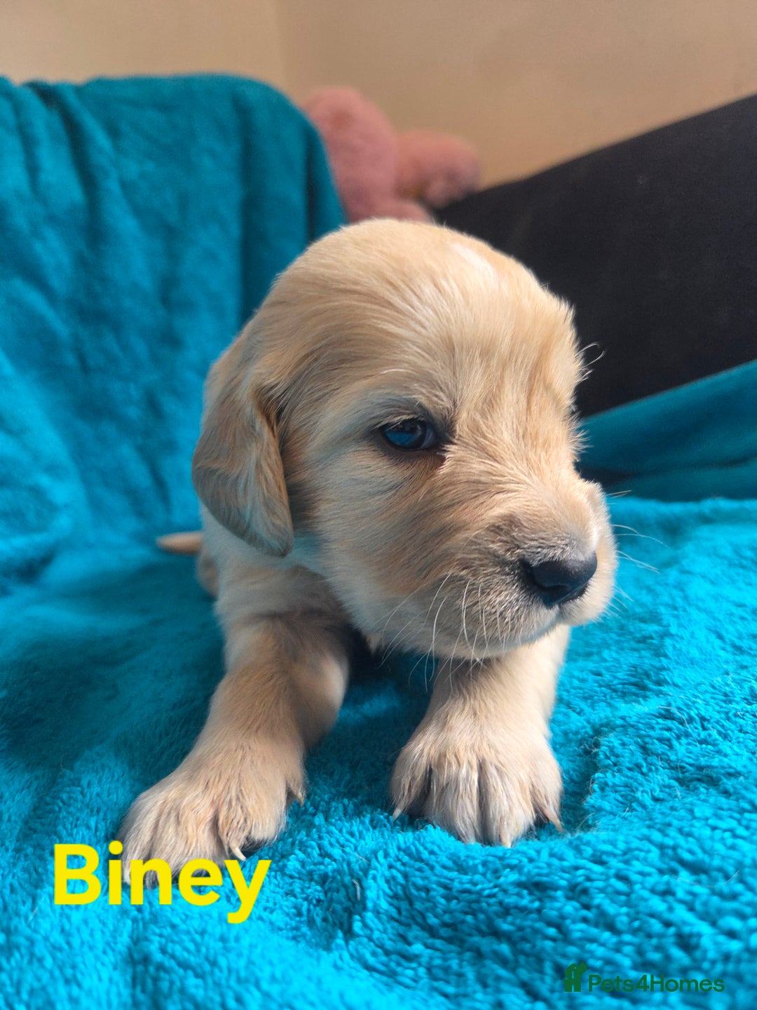Goldador dogs for sale: Goldador Puppy 5 - Kitanas puppies  - Image 24