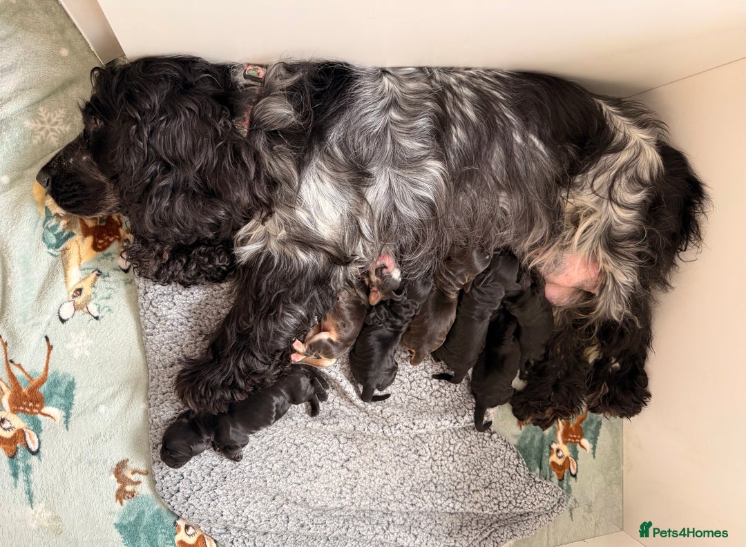 Cocker Spaniel dogs for sale: Exceptional pedigree KC champion show Cockers.  - Image 8