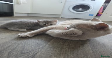 Mixed Breed cats - Advert 8