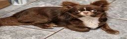 Chihuahua dogs for stud: Chihuahua Chocolate longhaired Stud  in Romford - Advert 11