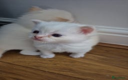 Ragdoll cats for sale: Pure ragdolls 2 flame loits 1 rare tortie - Image 3