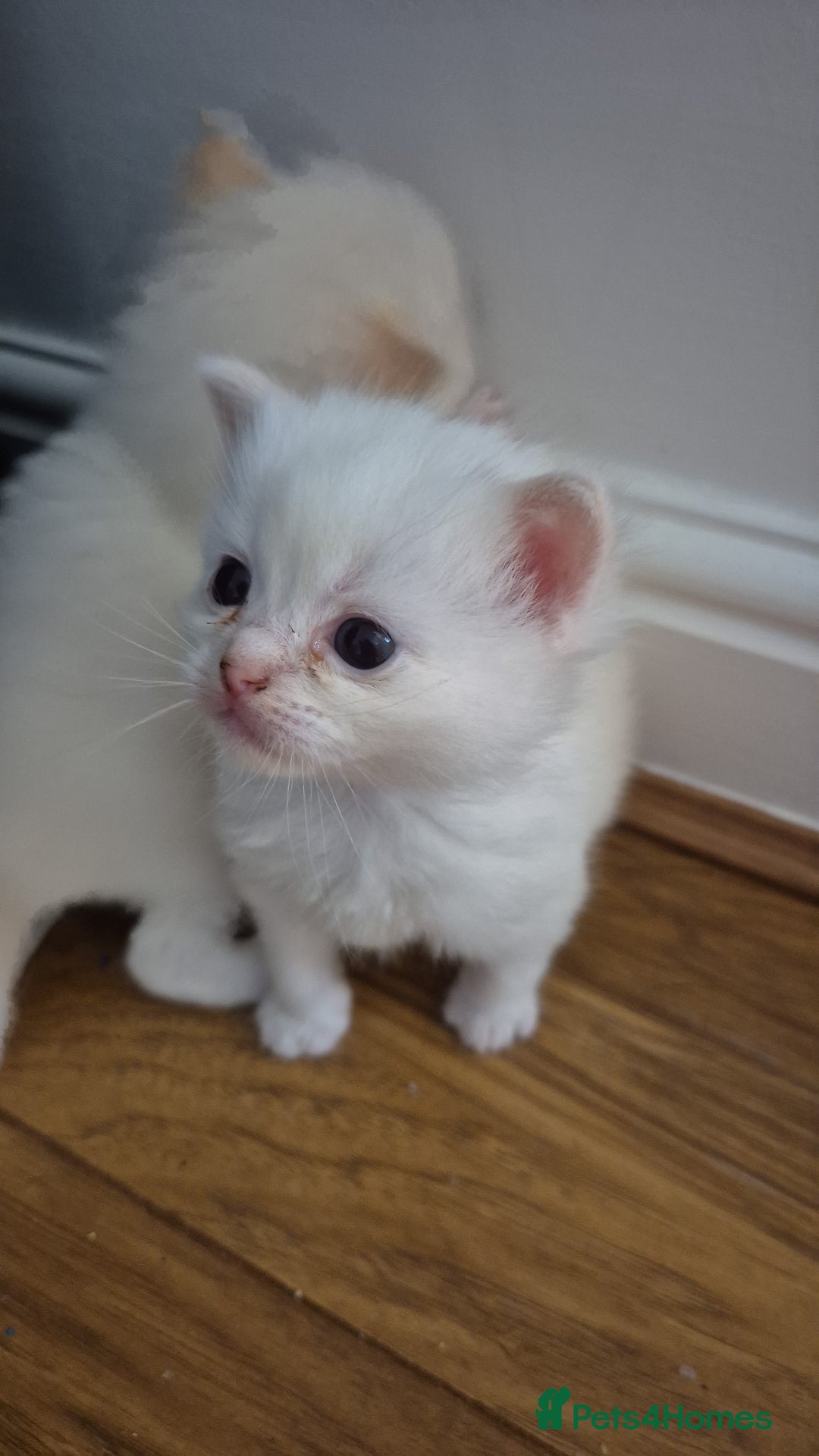 Ragdoll cats for sale: Pure ragdolls 2 flame loits 1 rare tortie - Image 3