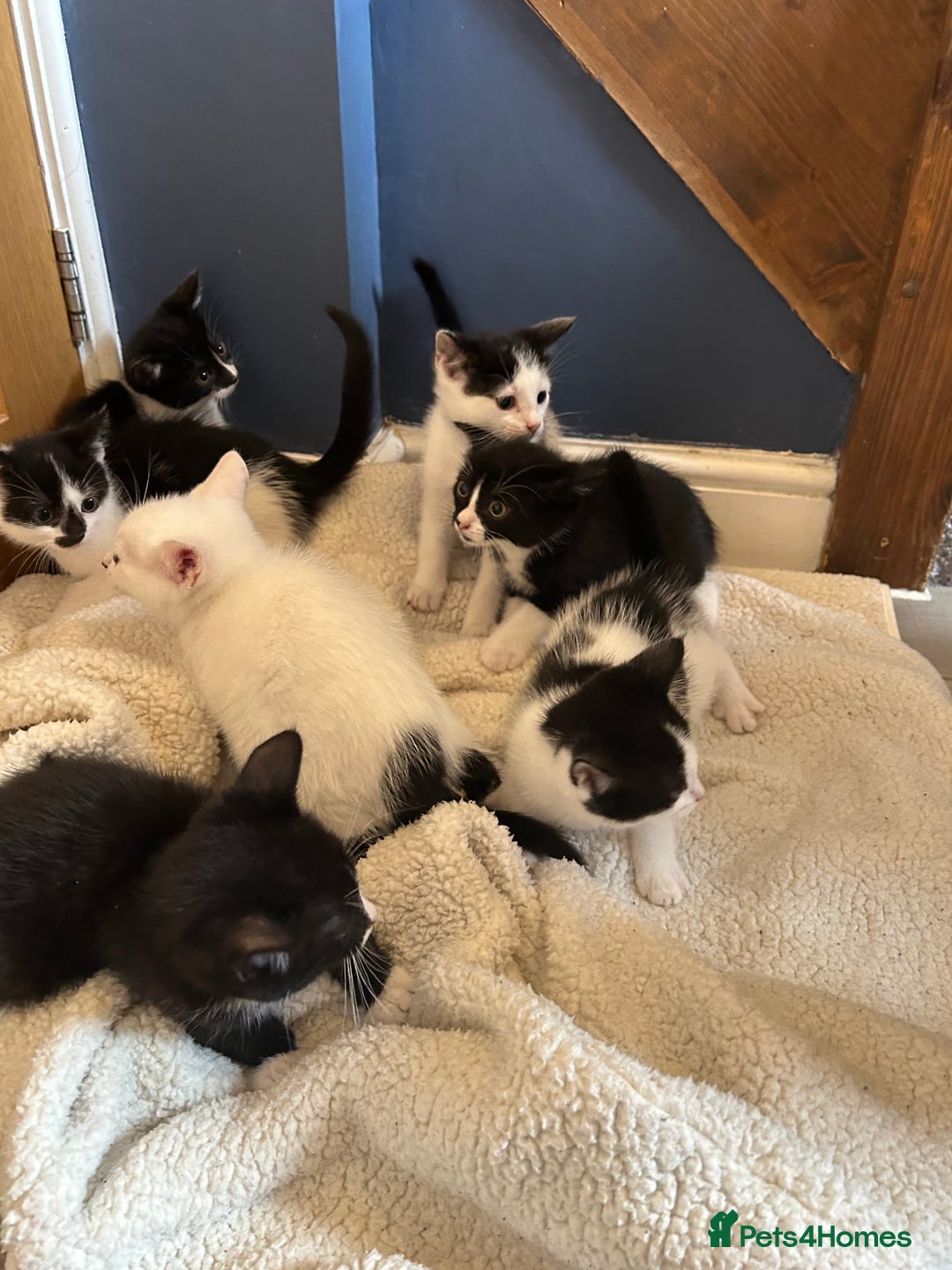 British Shorthair cats for sale: 6 kittens for sale  - Image 6