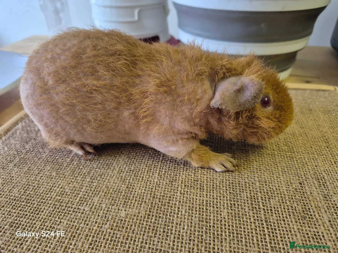 Guinea Pig rodents for sale: Guinea pigs and Werewolves for sale - Advert 4