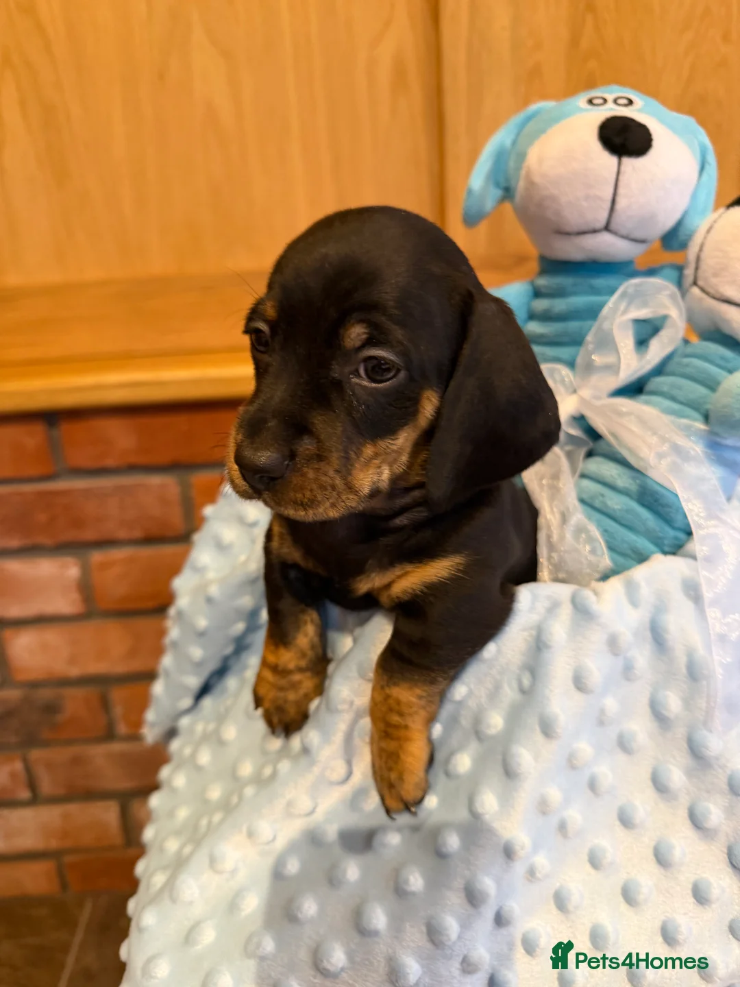 Dachshund dogs for sale: Miniature dachshunds  - Advert 39