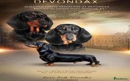 Dachshund dogs for stud: Kc registered standard smooth stud  in Newton Abbot - Image 1