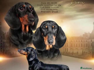 Dachshund dogs Kc registered standard smooth in Newton Abbot - Advert 6