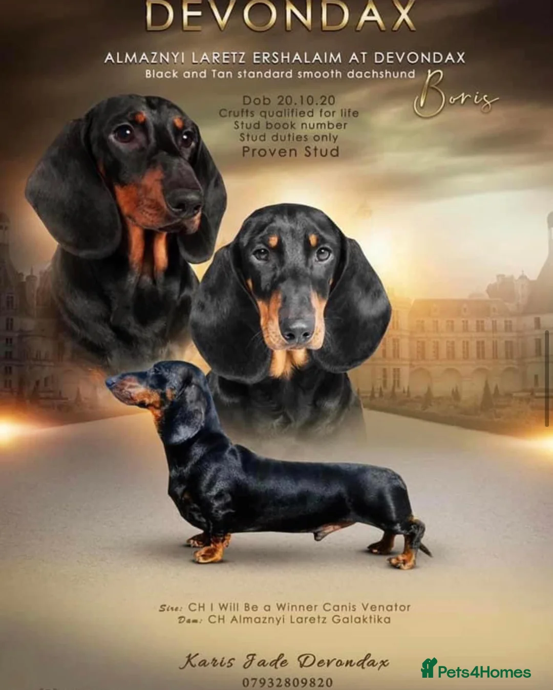 Dachshund dogs for stud: Kc registered standard smooth  in Newton Abbot - Advert 1