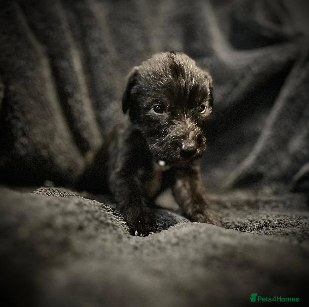 Bedlington Terrier dogs for sale: Pure Bedlington Whippet Puppies  - Advert 8