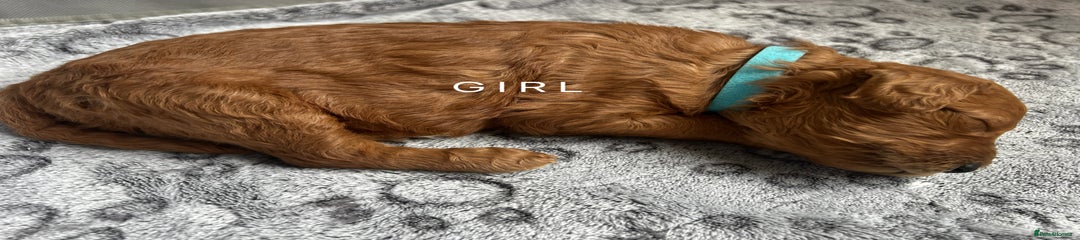 Goldendoodle Puppy 3