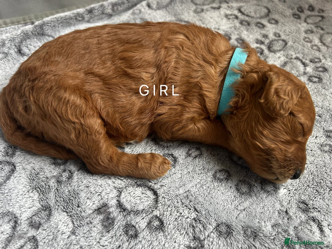 Goldendoodle dogs for sale: Beautiful F1B Goldendoodle - Image 6