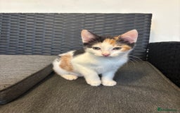 Mixed Breed cats for sale: Female Calico Kitten - Image 4