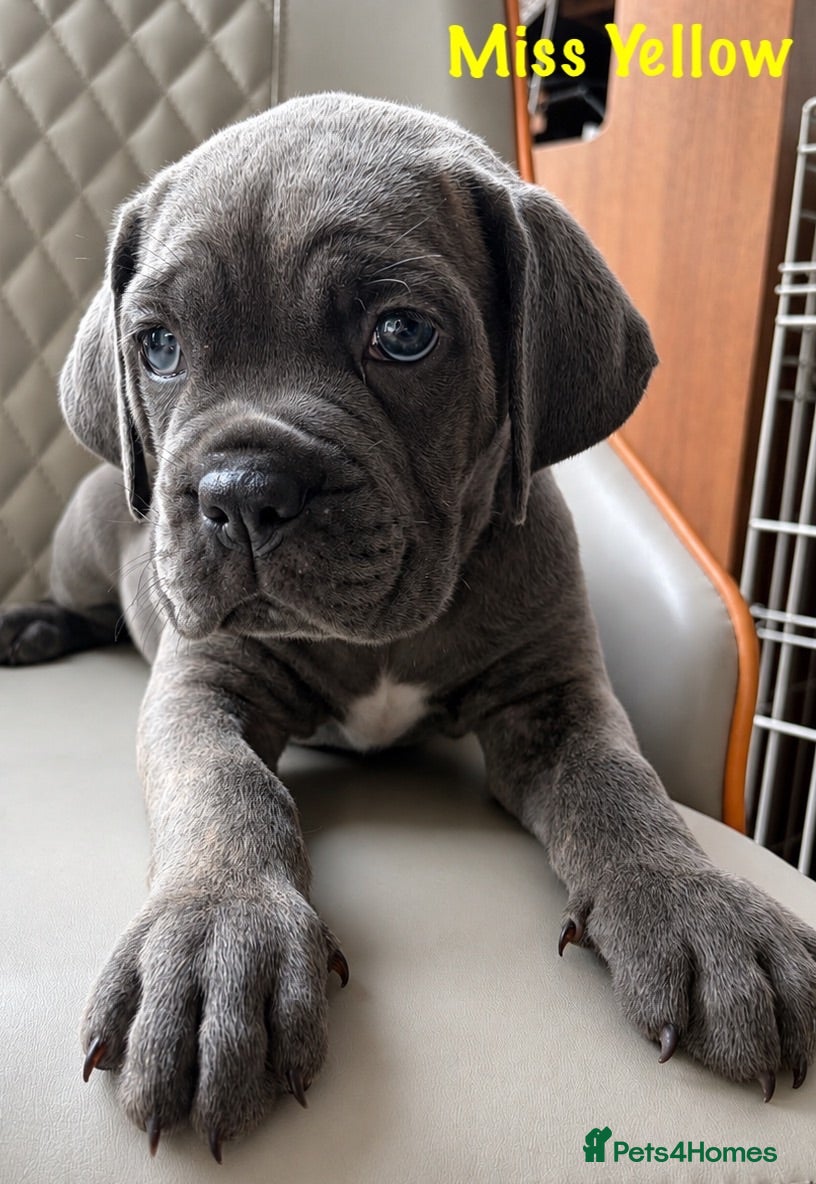 Cane Corso dogs Lockdown Kennels UK Puppies- 2 females remaining - Advert 2