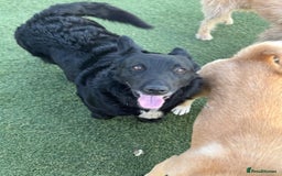 Mixed Breed dogs for adoption: Dashing Dave ready for a new home! - Image 4