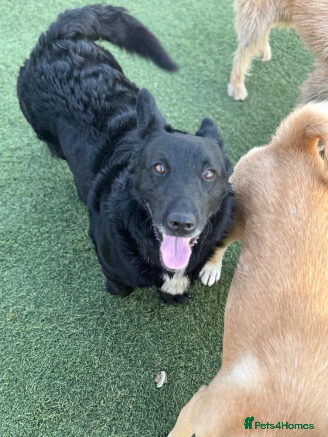 Mixed Breed dogs for adoption: Dashing Dave ready for a new home! - Image 4