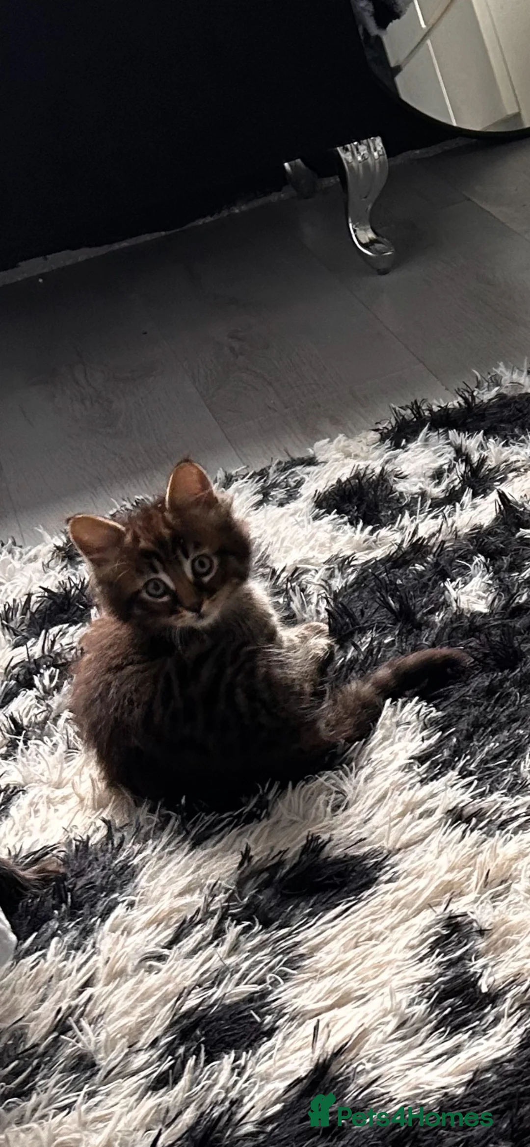 Mixed Breed cats for sale: We tabby babys - Advert 1