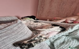 Mixed Breed dogs for sale: Lexie to home - Image 3