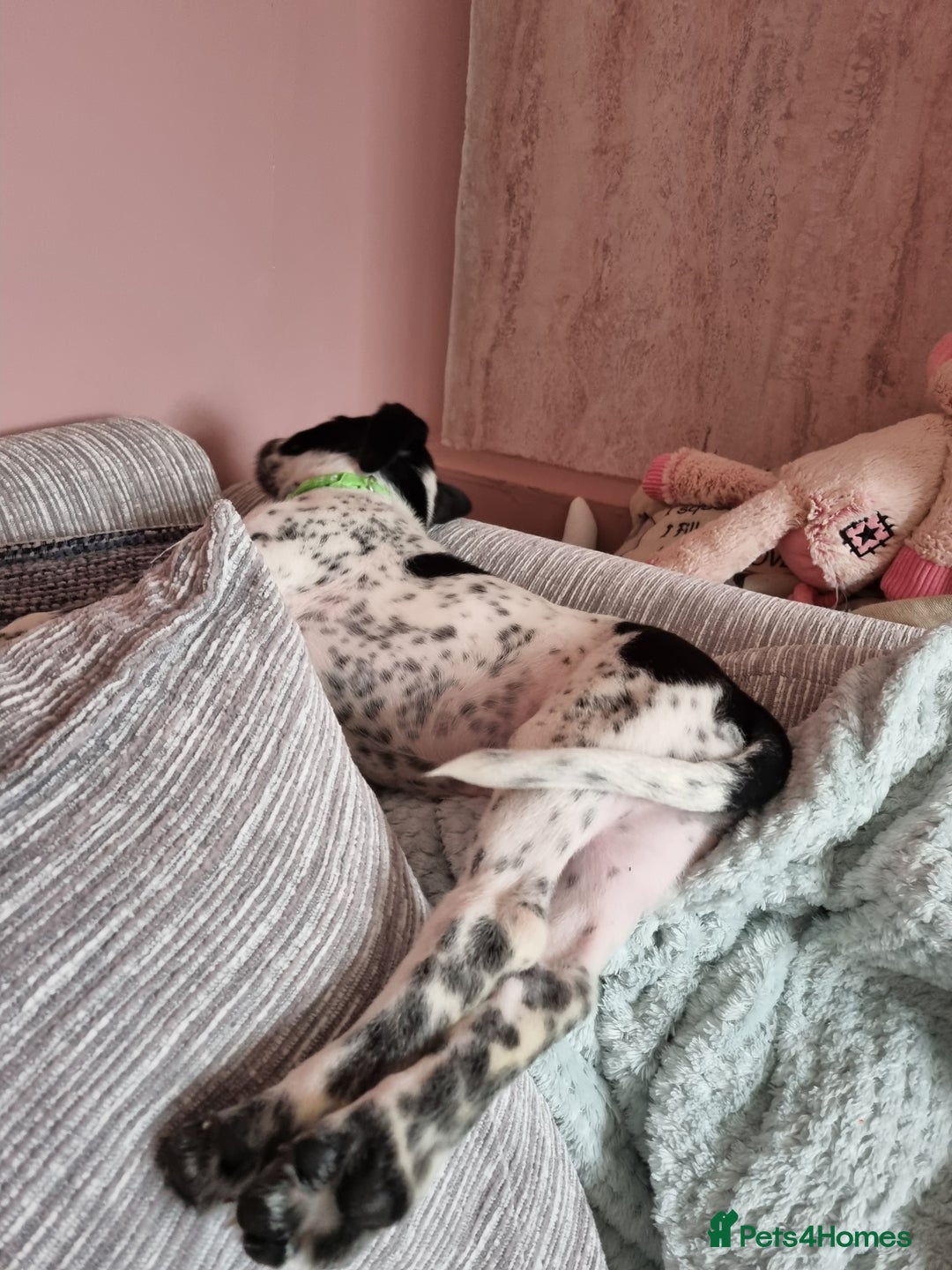 Mixed Breed dogs for sale: Lexie to home - Image 3