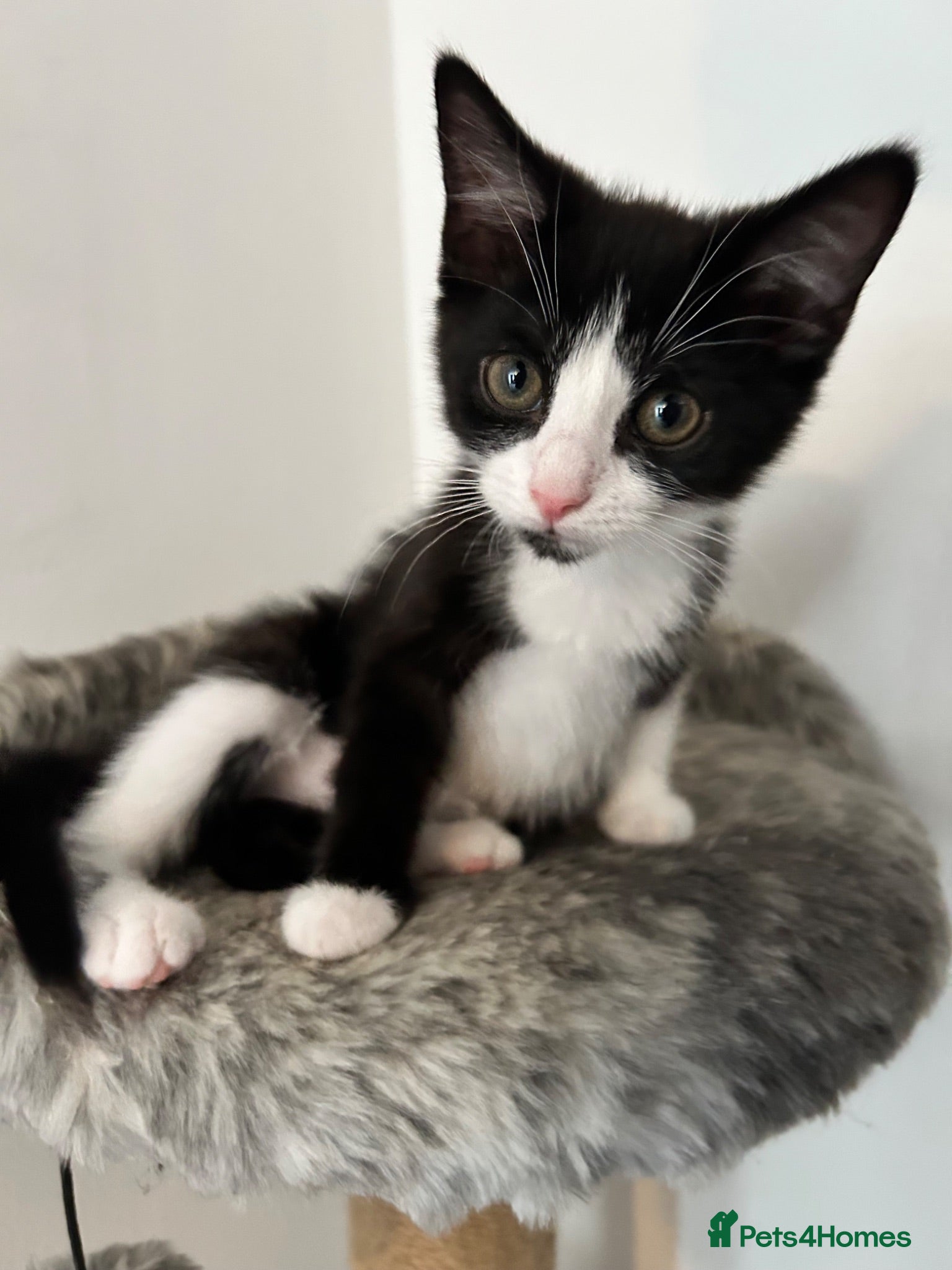 Domestic Shorthair cats Loving home needed for Luna - Advert 2